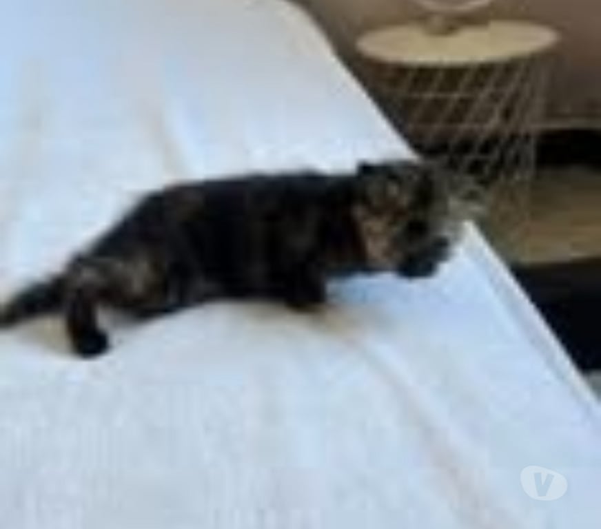Don animaux Drôme Bourg les Valence - 26500 - Photos Vivastreet Chat BASTET à la réservation
