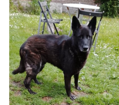 Adoption animaux Auxi le Chateau Pas-de-Calais - Photos Vivastreet DON GRATUIT BERGER ALLEMAND NOIR