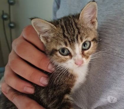 Don animaux Viviers Ardèche - Photos Vivastreet Chat NALA à la réservation