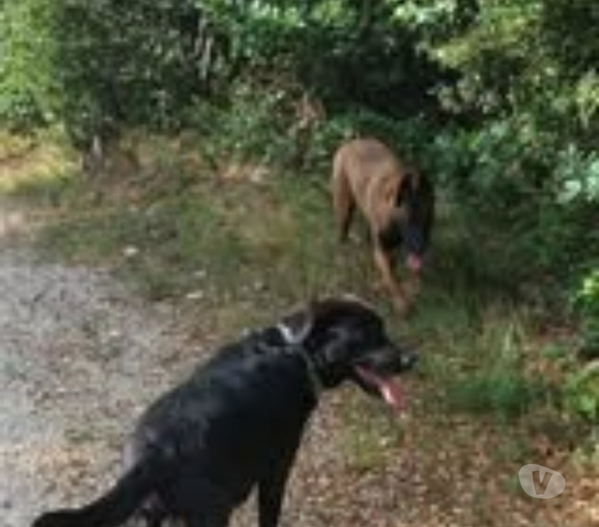 Don animaux Drôme La Baume de Transit - 26790 - Photos Vivastreet Chien ARES à l adoption