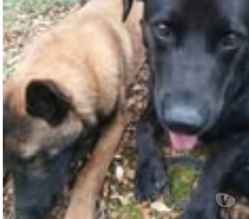 Don animaux Drôme La Baume de Transit - 26790 - Photos Vivastreet Chien ARES à l adoption