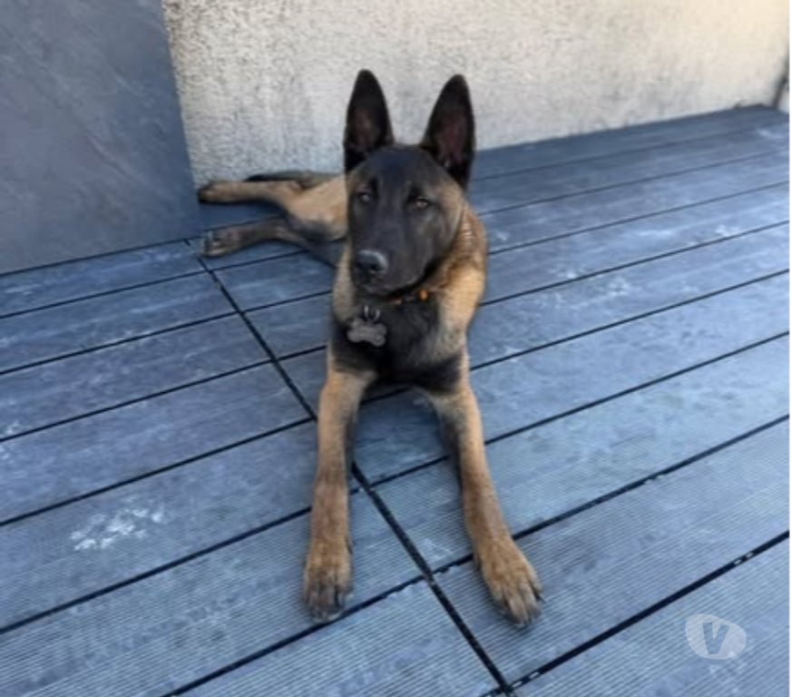 Don animaux Drôme La Baume de Transit - 26790 - Photos Vivastreet Chien ARES à l adoption