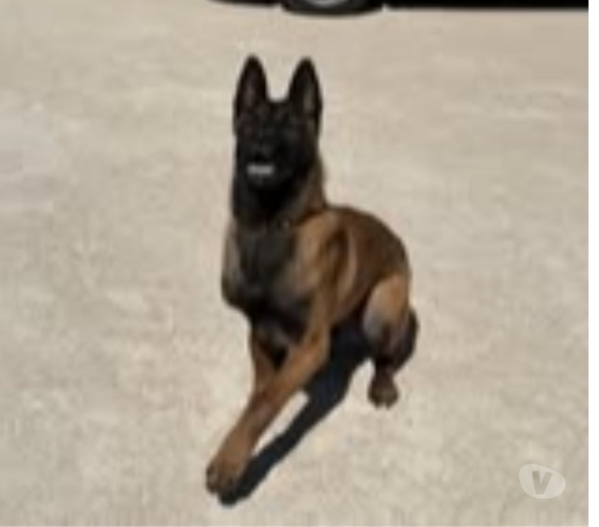 Don animaux Drôme La Baume de Transit - 26790 - Photos Vivastreet Chien ARES à l adoption