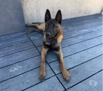 Photos Vivastreet Chien ARES à l adoption
