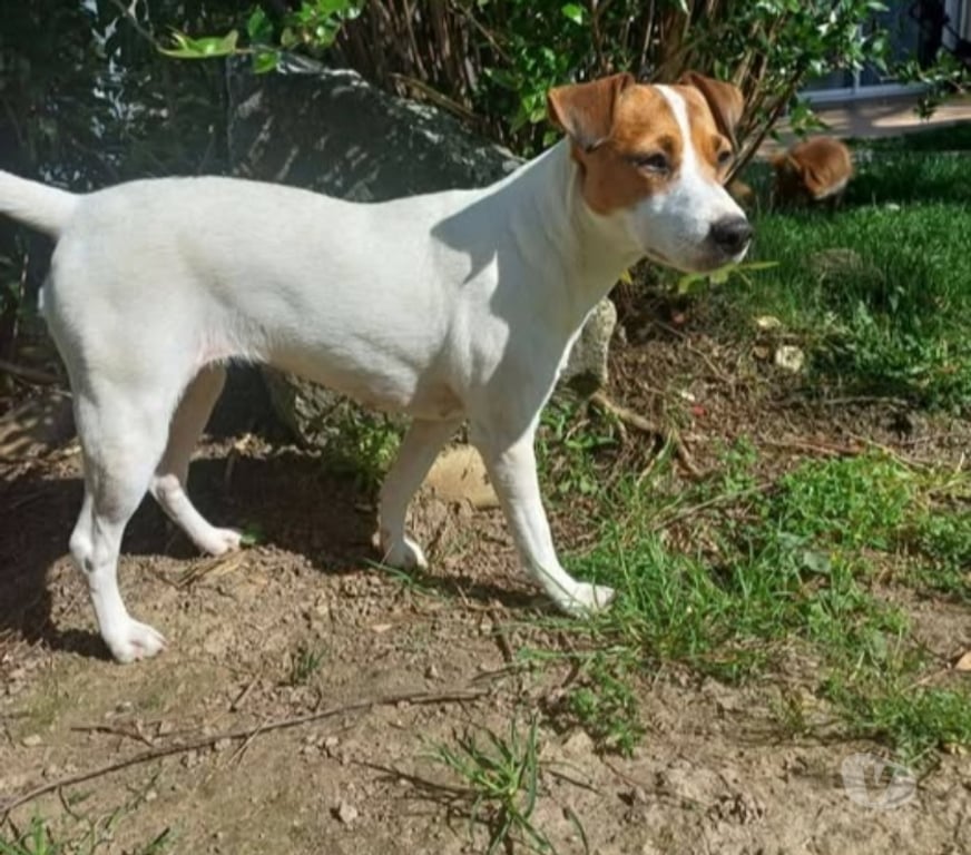Don animaux Drôme Chateauneuf sur Isere - 26300 - Photos Vivastreet Chien MIKI à l adoption