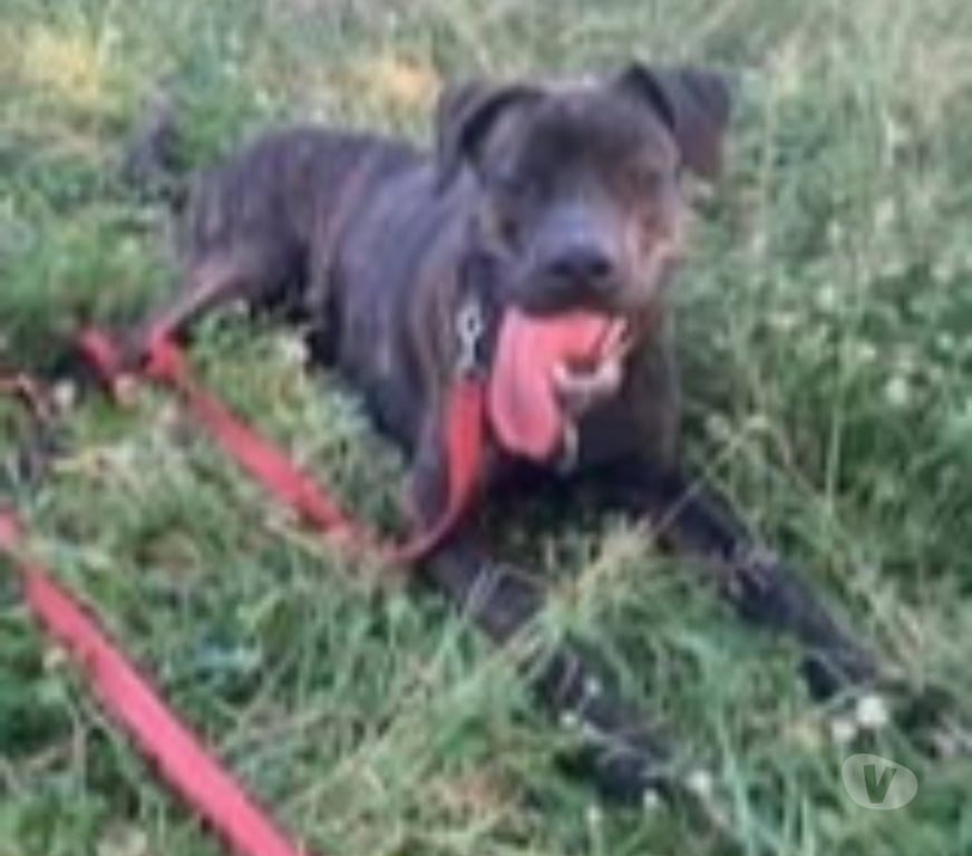 Don animaux Rhône Anse - 69480 - Photos Vivastreet Chien TANOS à l adoption