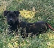 Photos Vivastreet Chien TANOS à l adoption