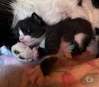 Chat BANANE à la réservation