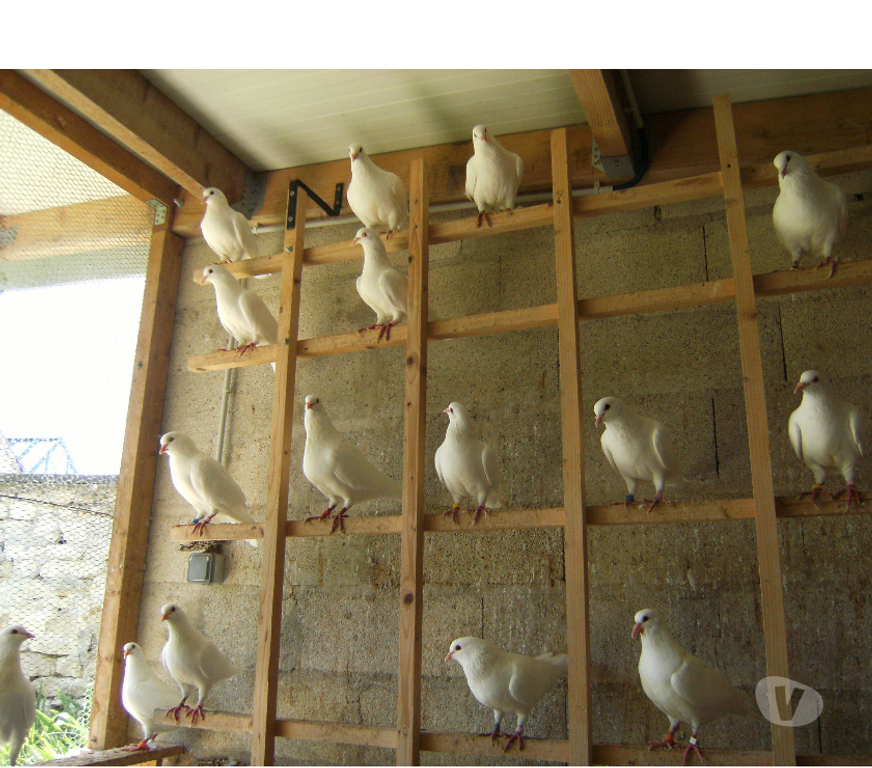 Vente Seine-et-Marne Bagneaux sur Loing - 77167 - Photos Vivastreet Pigeons reproducteurs hubbell blanc
