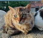 Bessais le Fromental - Cher — Lyne, chatte tigrée à poils longs