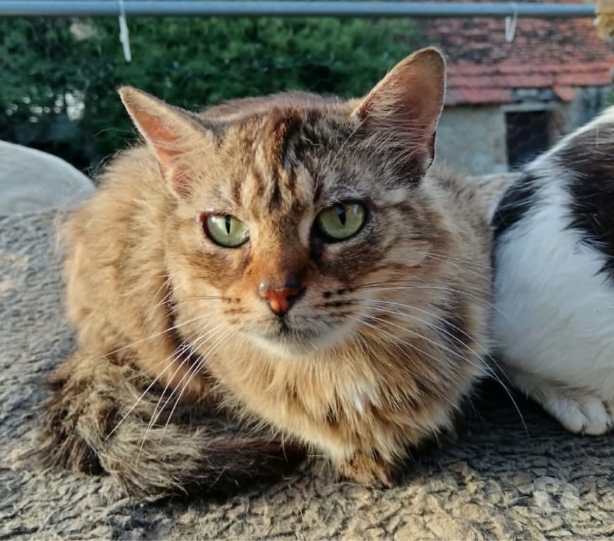 Vente Cher Bessais le Fromental - 18210 - Photos Vivastreet Lyne, chatte tigrée à poils longs