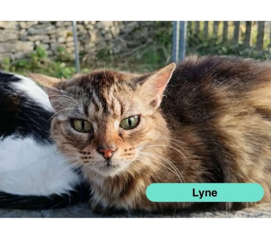 Vente Cher Bessais le Fromental - 18210 - Photos Vivastreet Lyne, chatte tigrée à poils longs
