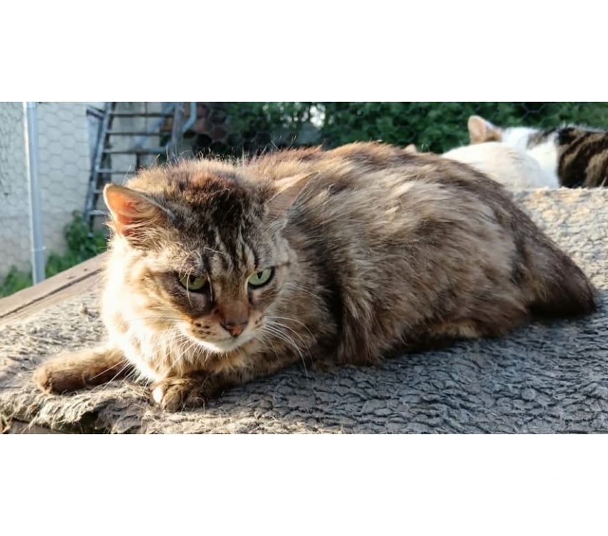 Vente Cher Bessais le Fromental - 18210 - Photos Vivastreet Lyne, chatte tigrée à poils longs