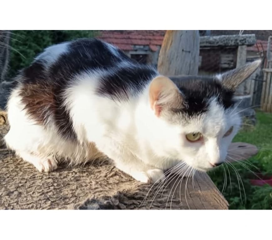 Vente Cher Bessais le Fromental - 18210 - Photos Vivastreet Kaya, chatte noire et blanche à adopter