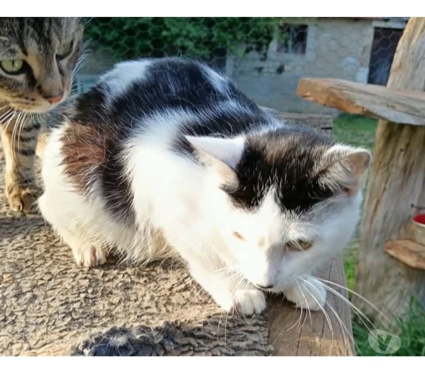Vente Cher Bessais le Fromental - 18210 - Photos Vivastreet Kaya, chatte noire et blanche à adopter