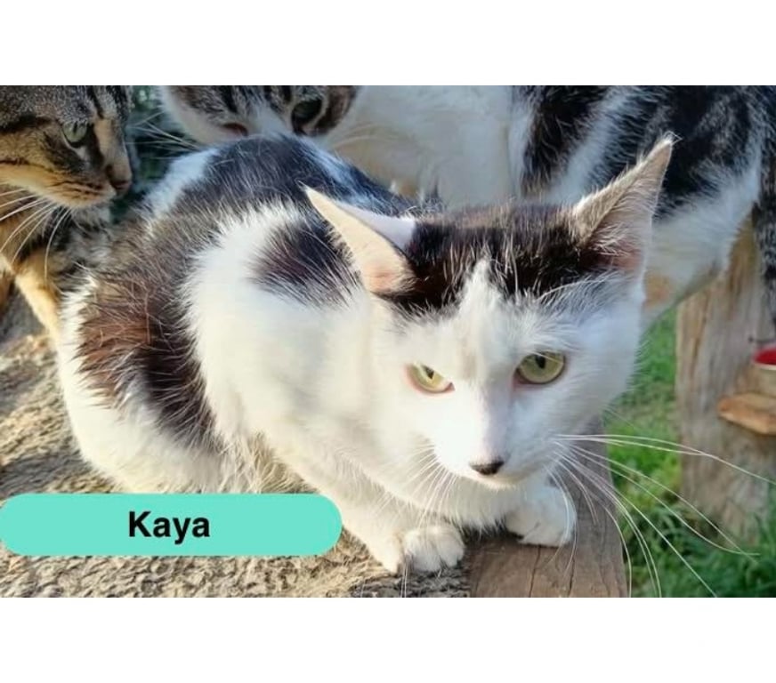 Vente Cher Bessais le Fromental - 18210 - Photos Vivastreet Kaya, chatte noire et blanche à adopter