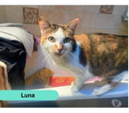 La Bruffiere - Vendée — Luna, chatte à adopter