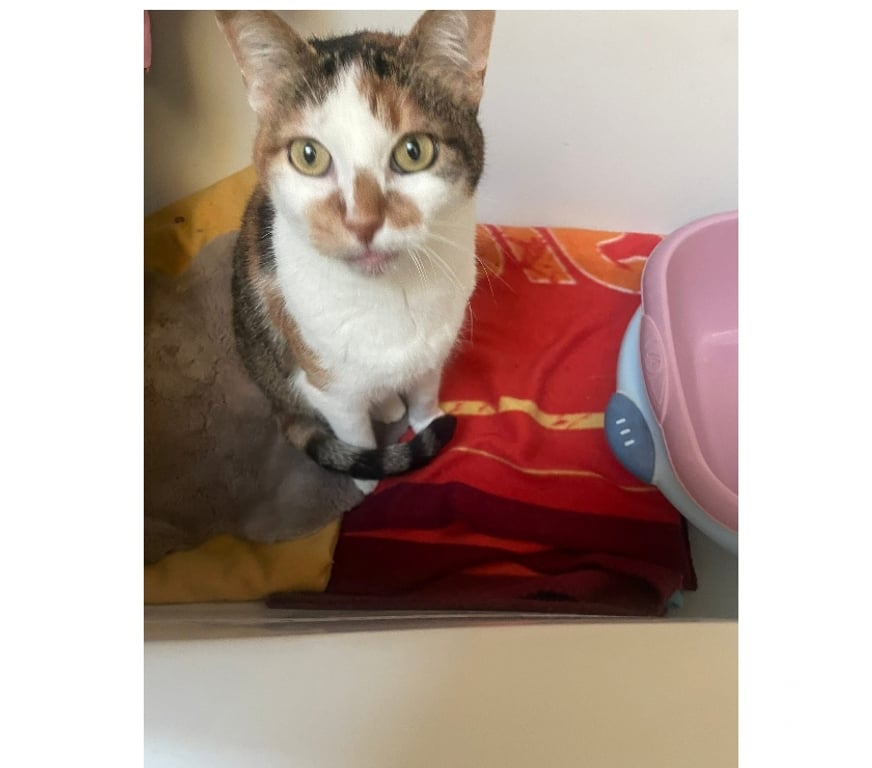 Vente Vendée La Bruffiere - 85530 - Photos Vivastreet Luna, chatte à adopter