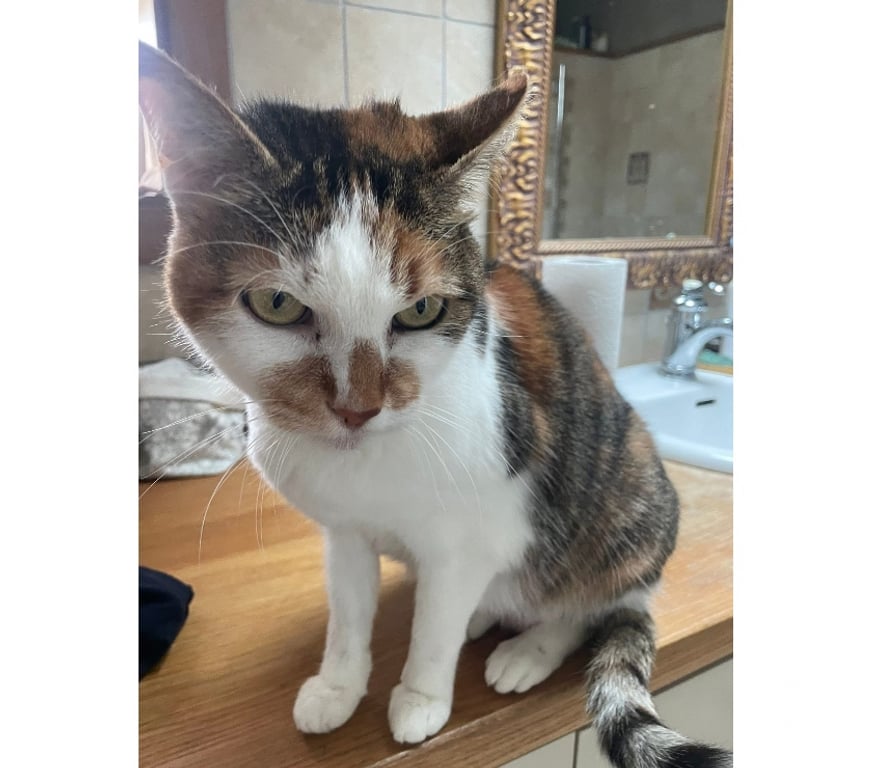 Vente Vendée La Bruffiere - 85530 - Photos Vivastreet Luna, chatte à adopter