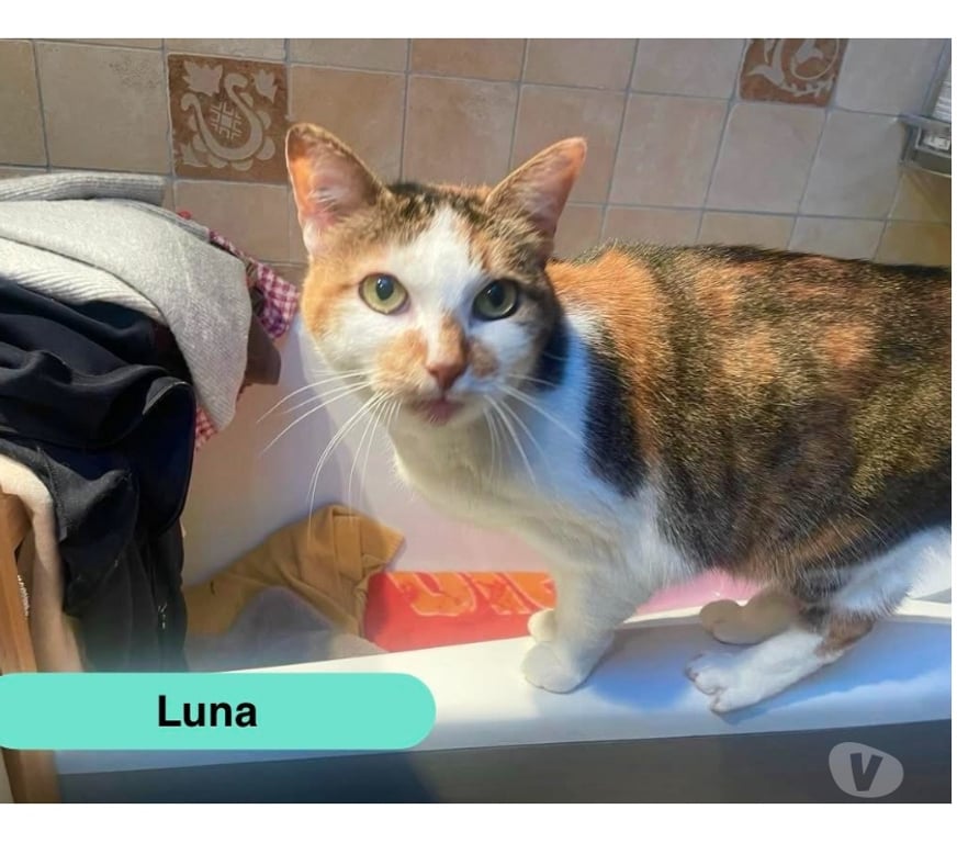 Vente Vendée La Bruffiere - 85530 - Photos Vivastreet Luna, chatte à adopter