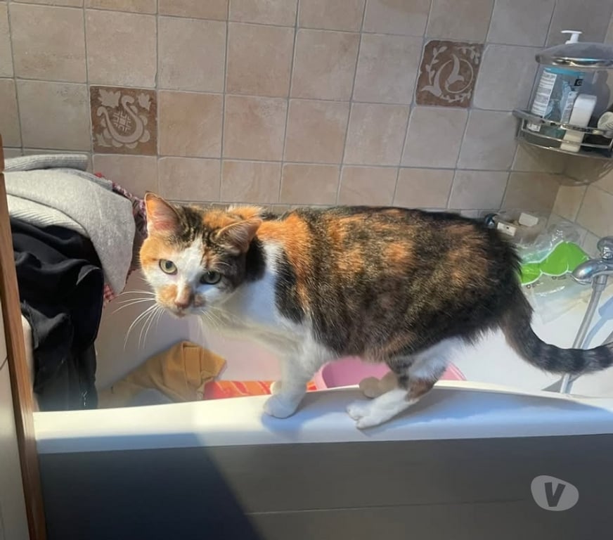 Vente Vendée La Bruffiere - 85530 - Photos Vivastreet Luna, chatte à adopter