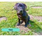 Paulx - Loire-Atlantique — Yoko, croisé cane corso à adopter