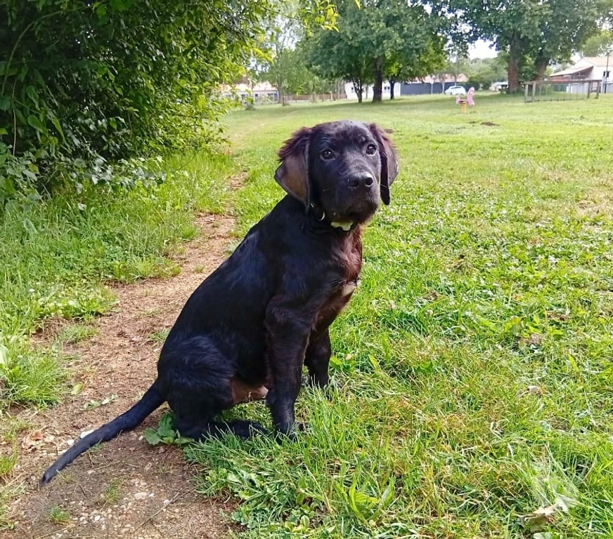 Vente Loire-Atlantique Paulx - 44270 - Photos Vivastreet Yoko, croisé cane corso à adopter
