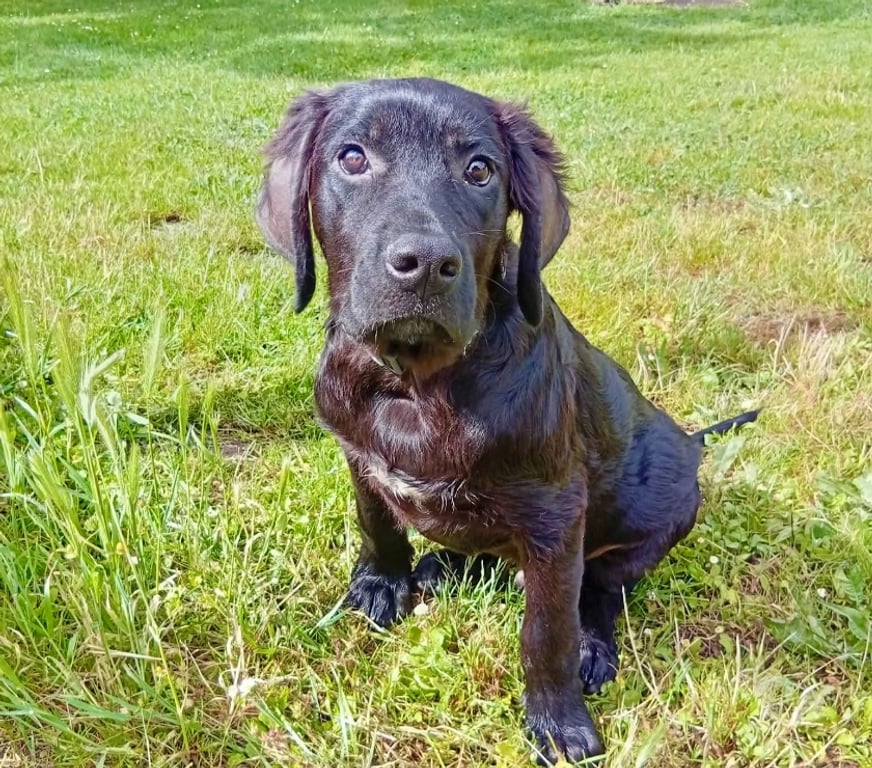 Vente Loire-Atlantique Paulx - 44270 - Photos Vivastreet Yoko, croisé cane corso à adopter