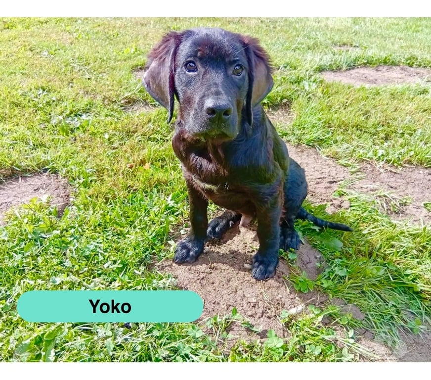 Vente Loire-Atlantique Paulx - 44270 - Photos Vivastreet Yoko, croisé cane corso à adopter