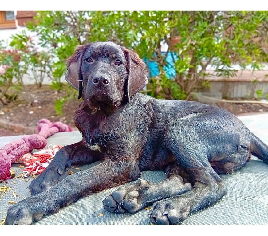 Vente Loire-Atlantique Paulx - 44270 - Photos Vivastreet Yoko, croisé cane corso à adopter
