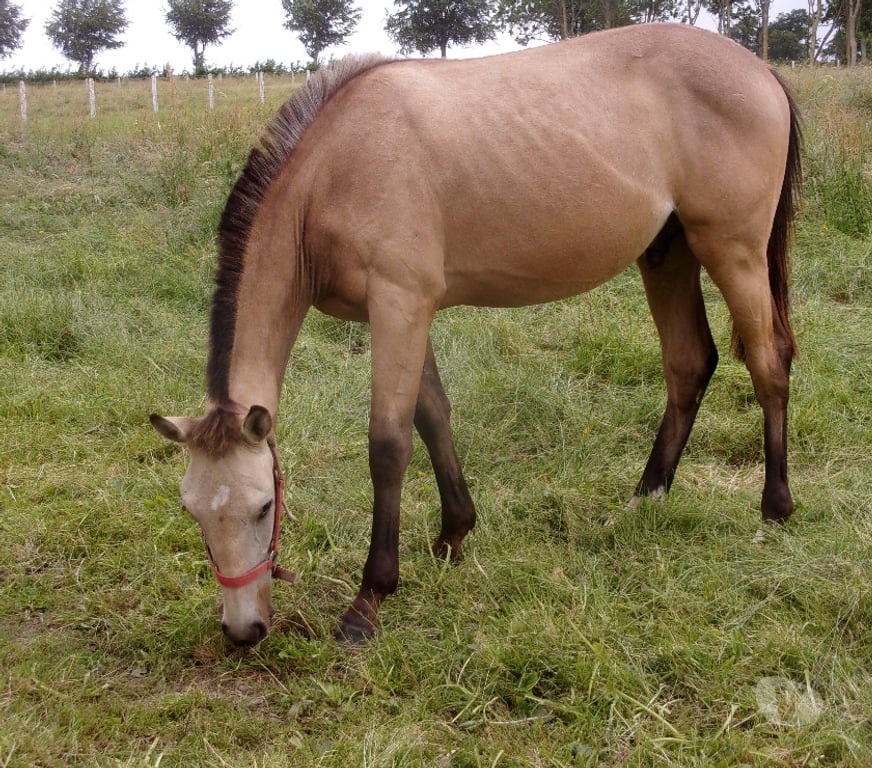 Vente Calvados Grainville sur Odon - 14210 - Photos Vivastreet AV Poulain OC 2025 (1 an) de couleur Isabelle