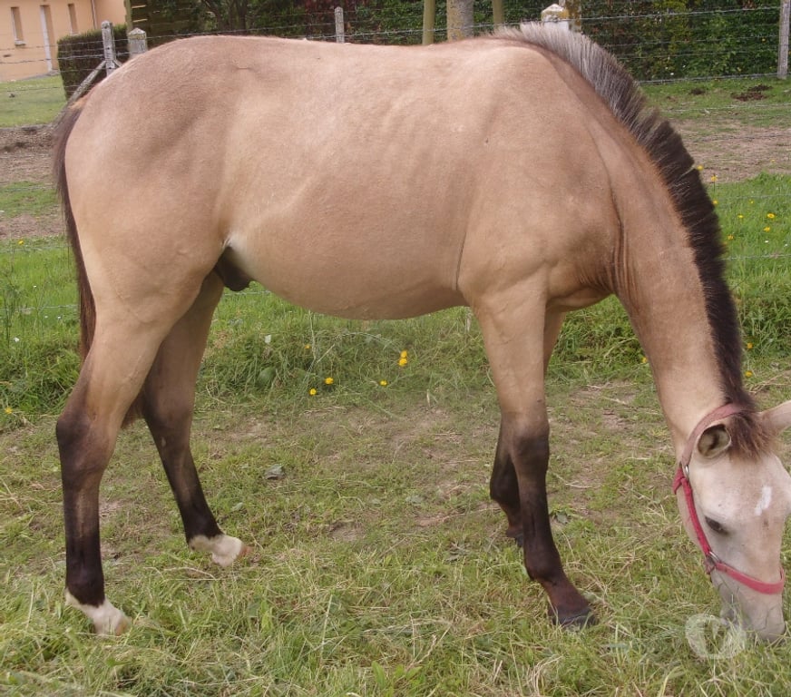 Vente Calvados Grainville sur Odon - 14210 - Photos Vivastreet AV Poulain OC 2025 (1 an) de couleur Isabelle