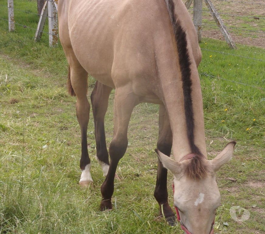 Vente Calvados Grainville sur Odon - 14210 - Photos Vivastreet AV Poulain OC 2025 (1 an) de couleur Isabelle