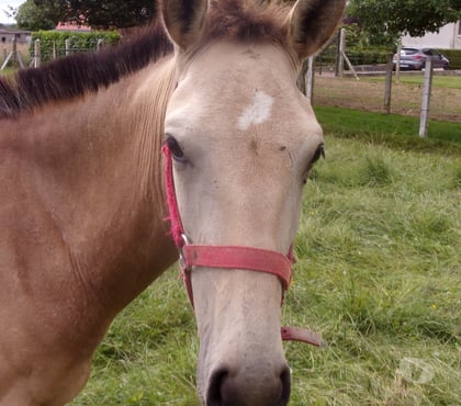 Vente animaux Grainville sur Odon Calvados - Photos Vivastreet AV Poulain OC 2025 (1 an) de couleur Isabelle