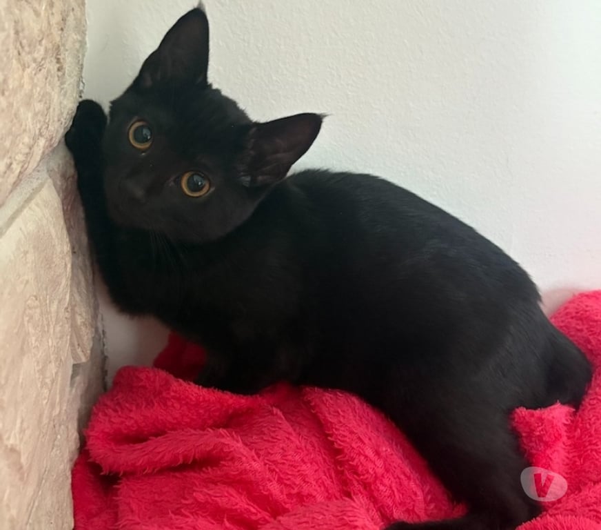 Don animaux Val-d'Oise Soisy sous Montmorency - 95230 - Photos Vivastreet AVRIL, à adopter