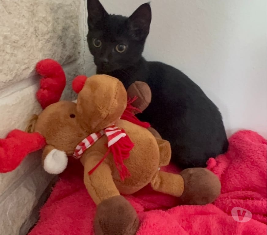Don animaux Val-d'Oise Soisy sous Montmorency - 95230 - Photos Vivastreet AVRIL, à adopter