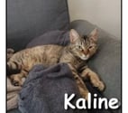 Lyon - Lyon — KALINE, adorable minette