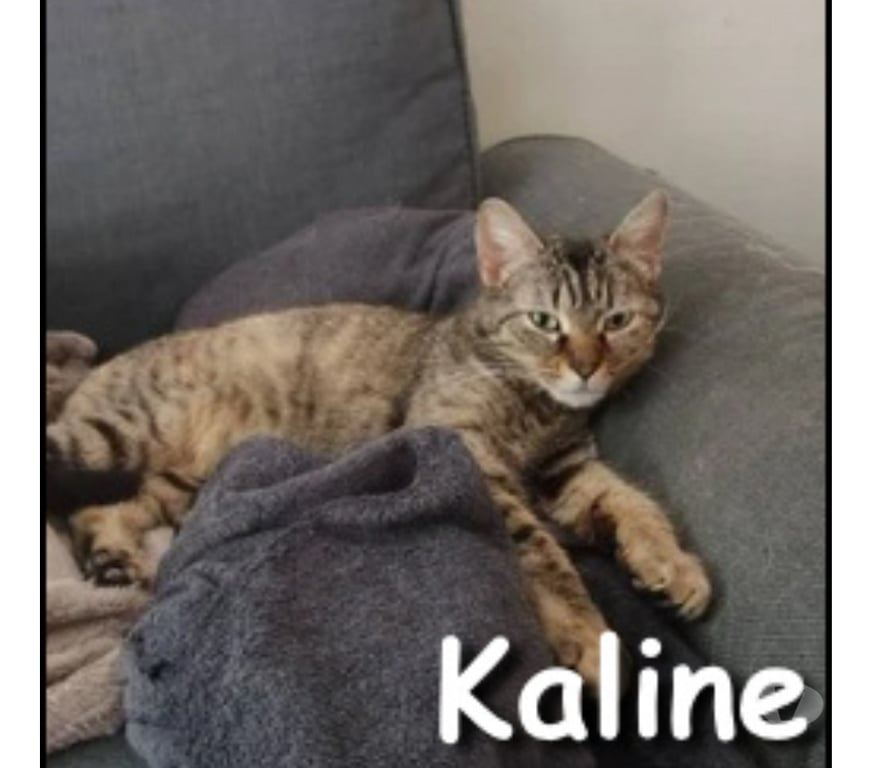 Don animaux Rhône Lyon - Photos Vivastreet KALINE, adorable minette