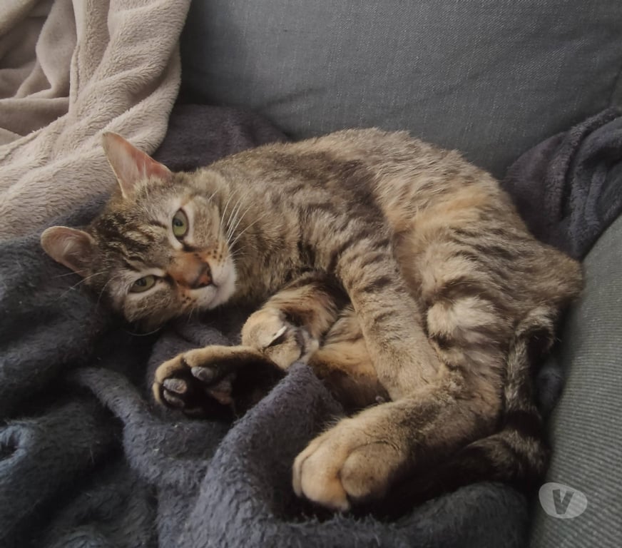 Don animaux Rhône Lyon - Photos Vivastreet KALINE, adorable minette