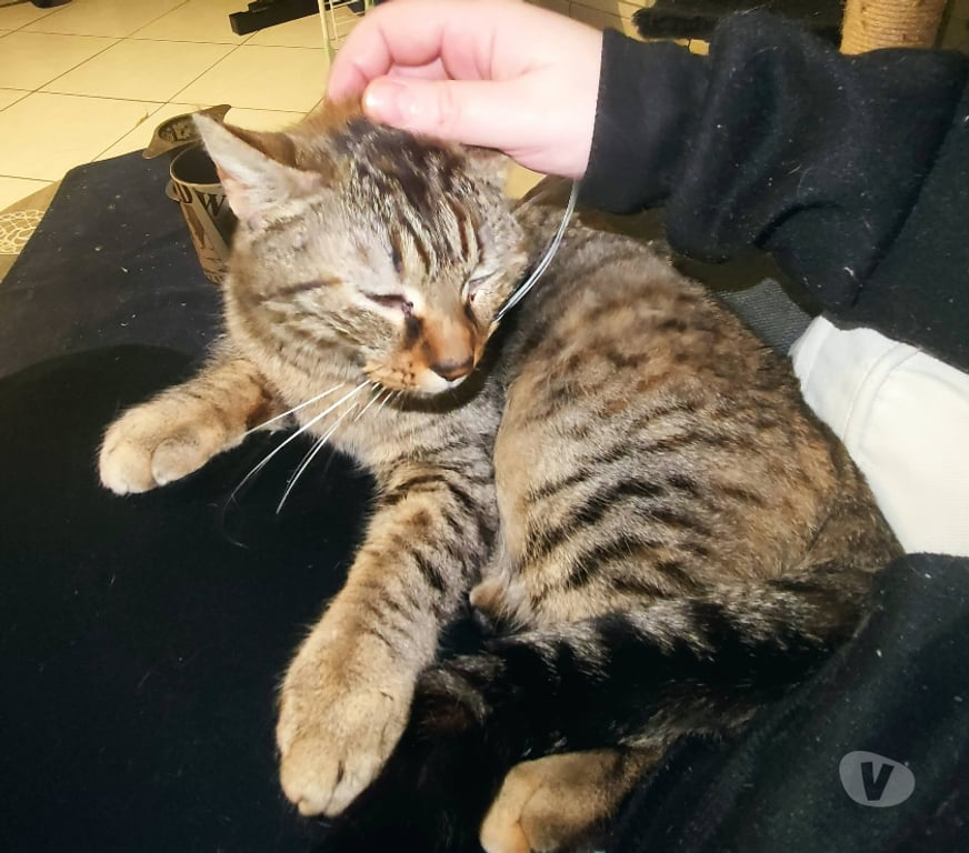 Don animaux Rhône Lyon - Photos Vivastreet KALINE, adorable minette