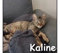 Photos Vivastreet KALINE, adorable minette