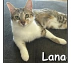 Lyon - Lyon — LANA, minette douce et attachante