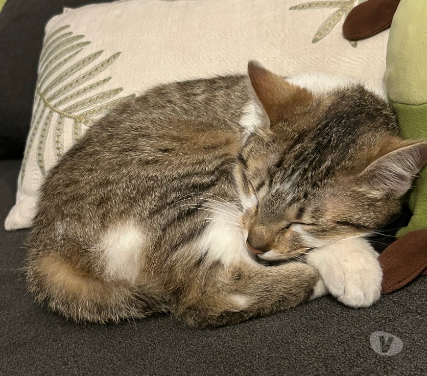 Don animaux Rhône Lyon - Photos Vivastreet LANA, minette douce et attachante