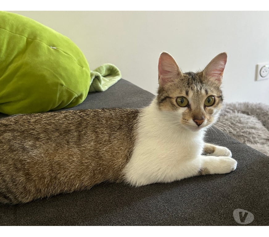 Don animaux Rhône Lyon - Photos Vivastreet LANA, minette douce et attachante