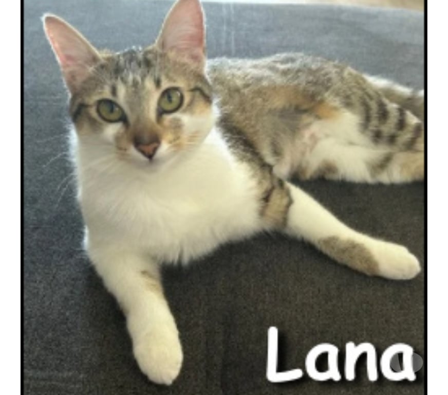 Don animaux Rhône Lyon - Photos Vivastreet LANA, minette douce et attachante