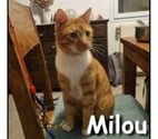 Lyon - Lyon — MILOU, jeune chat attachant, câlin et joueur