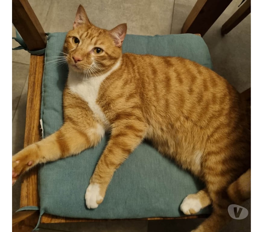 Don animaux Rhône Lyon - Photos Vivastreet MILOU, jeune chat attachant, câlin et joueur