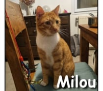 Photos Vivastreet MILOU, jeune chat attachant, câlin et joueur