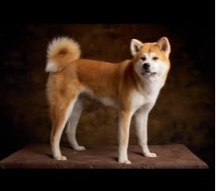 Don animaux Drôme Valence - 26000 - Photos Vivastreet Chien ACHIKA à l adoption