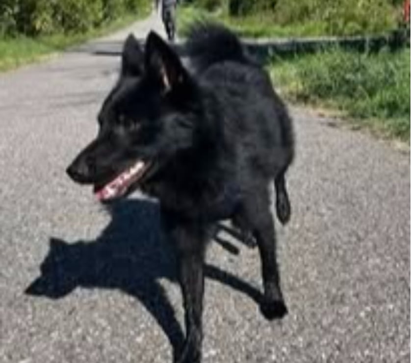 Don animaux Drôme St Restitut - 26130 - Photos Vivastreet Chien SCHIPPERKE à l adoption